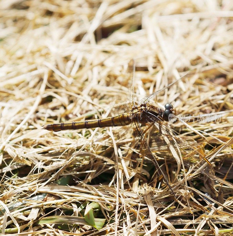 龙骨Skimmer (Orthetrum coerulescens)雌性